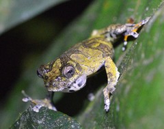 Dendropsophus marmoratus