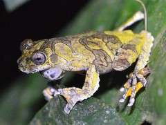 Dendropsophus marmoratus