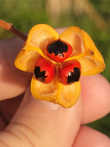 Cupaniopsis anacardioides