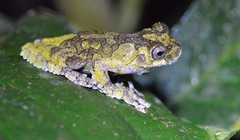 Dendropsophus marmoratus