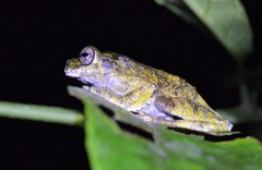 Dendropsophus marmoratus