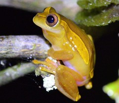 Dendropsophus triangulum