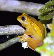 Dendropsophus triangulum