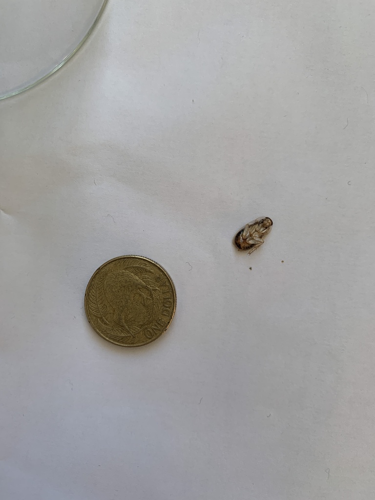 Winged and Once-winged Insects from Te Ika-a-Māui / North Island ...