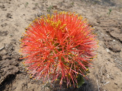 Scadoxus multiflorus multiflorus