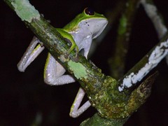 Phyllomedusa tarsius