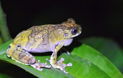 Dendropsophus marmoratus