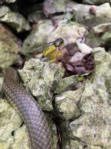 Ryukyu Green Snake