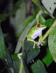 Phyllomedusa tarsius