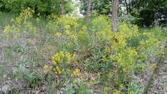 Isatis tinctoria