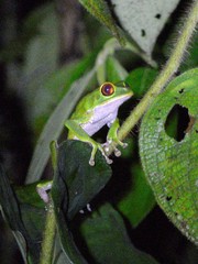 Phyllomedusa tarsius