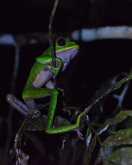 Phyllomedusa tarsius