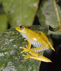 Boana calcarata