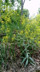 Isatis tinctoria