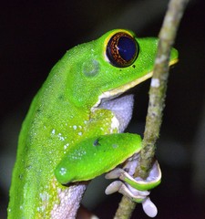 Phyllomedusa tarsius