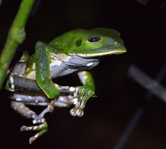 Phyllomedusa tarsius