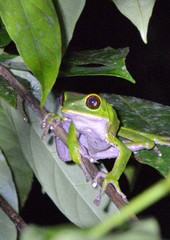 Phyllomedusa tarsius