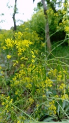 Isatis tinctoria