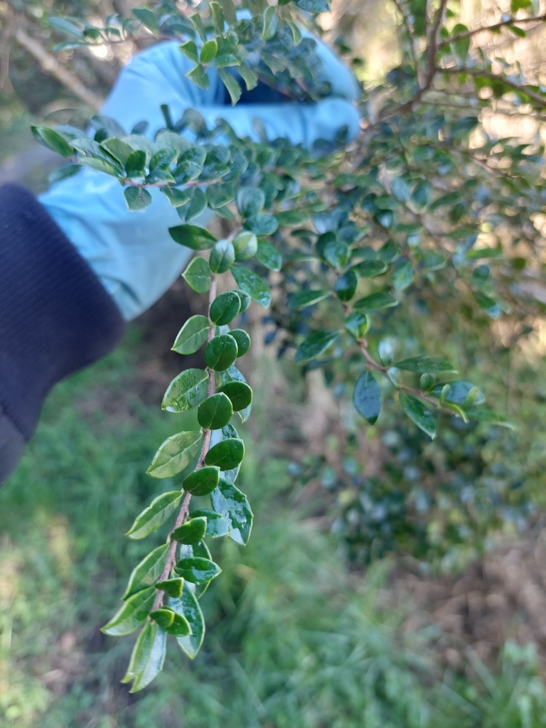 Vanilla tree from Churton Park, Wellington 6037, New Zealand on June 21 ...