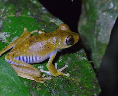 Boana calcarata