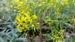 Isatis tinctoria