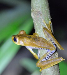 Boana calcarata