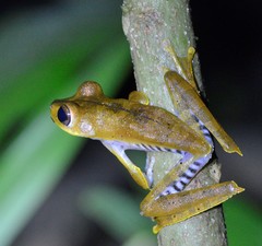 Boana calcarata