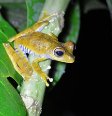 Boana calcarata