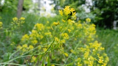 Isatis tinctoria