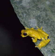 Dendropsophus parviceps
