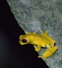 Dendropsophus parviceps