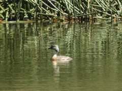 Poliocephalus poliocephalus