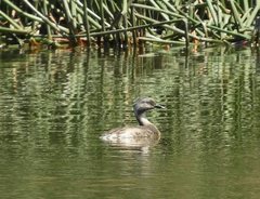 Poliocephalus poliocephalus