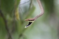 Oxybelis potosiensis