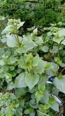 Mirabilis nyctaginea