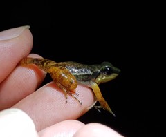 Hyloxalus sauli