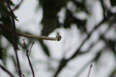 Oxybelis potosiensis