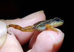 Hyloxalus sauli