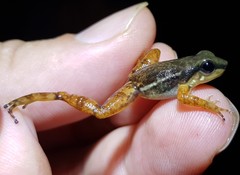 Hyloxalus sauli
