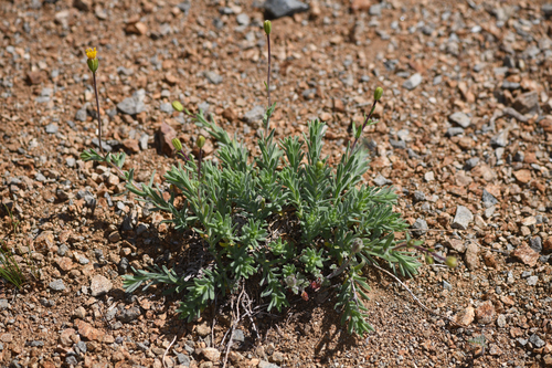 scabrid alpine tarplant (Anisocarpus scabridus)