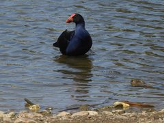 Porphyrio melanotus