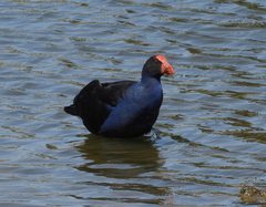 Porphyrio melanotus