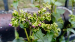 Mirabilis nyctaginea