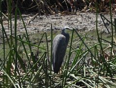 Egretta novaehollandiae