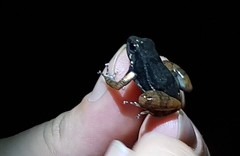 Hyloxalus sauli