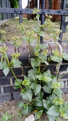 Mirabilis nyctaginea