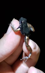 Hyloxalus sauli