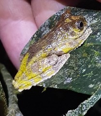 Dendropsophus marmoratus