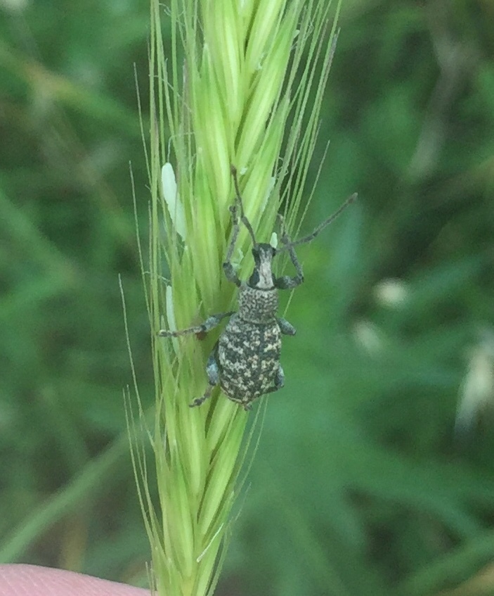 Otiorhynchus zebei
