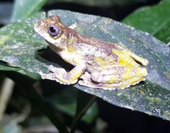 Dendropsophus marmoratus